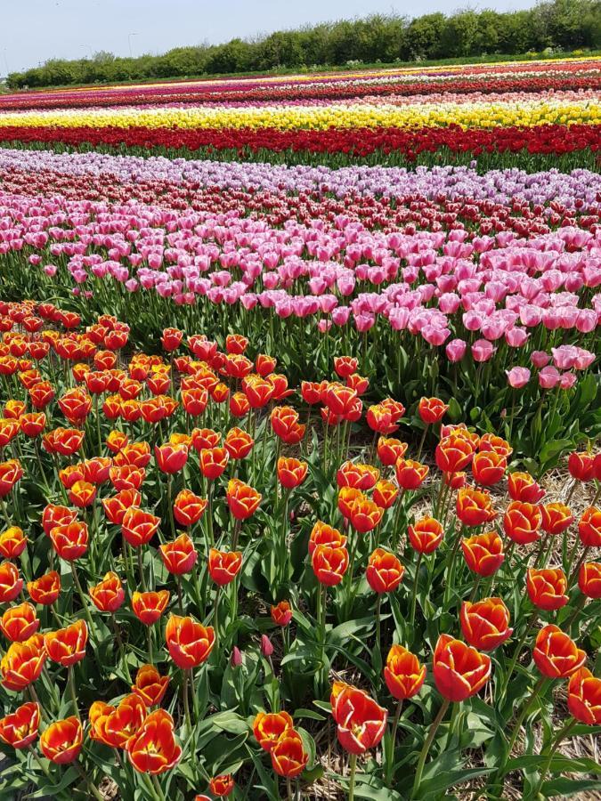 Romantisch Huisje Nabij Het Strand Met Uitzicht Op De Tulpenvelden Julianadorp Εξωτερικό φωτογραφία