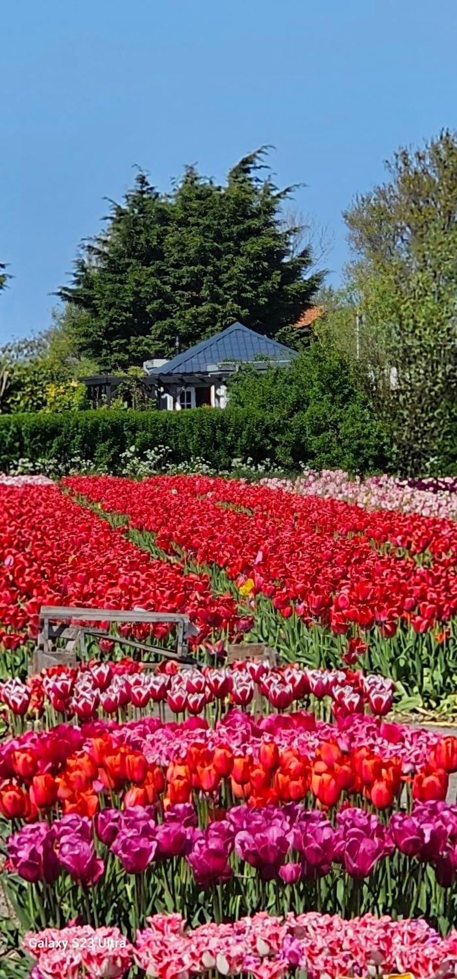 Romantisch Huisje Nabij Het Strand Met Uitzicht Op De Tulpenvelden Julianadorp Εξωτερικό φωτογραφία