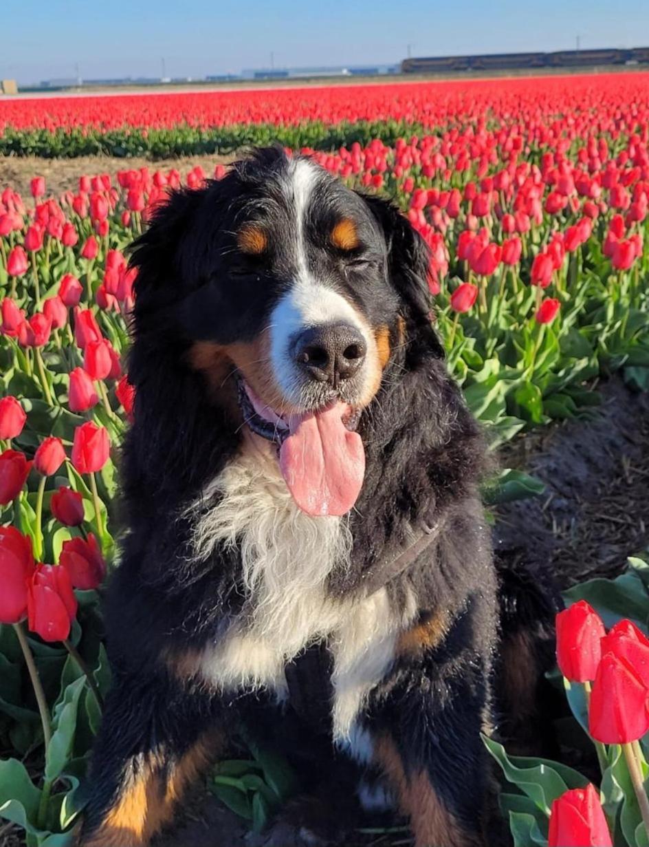 Romantisch Huisje Nabij Het Strand Met Uitzicht Op De Tulpenvelden Julianadorp Εξωτερικό φωτογραφία